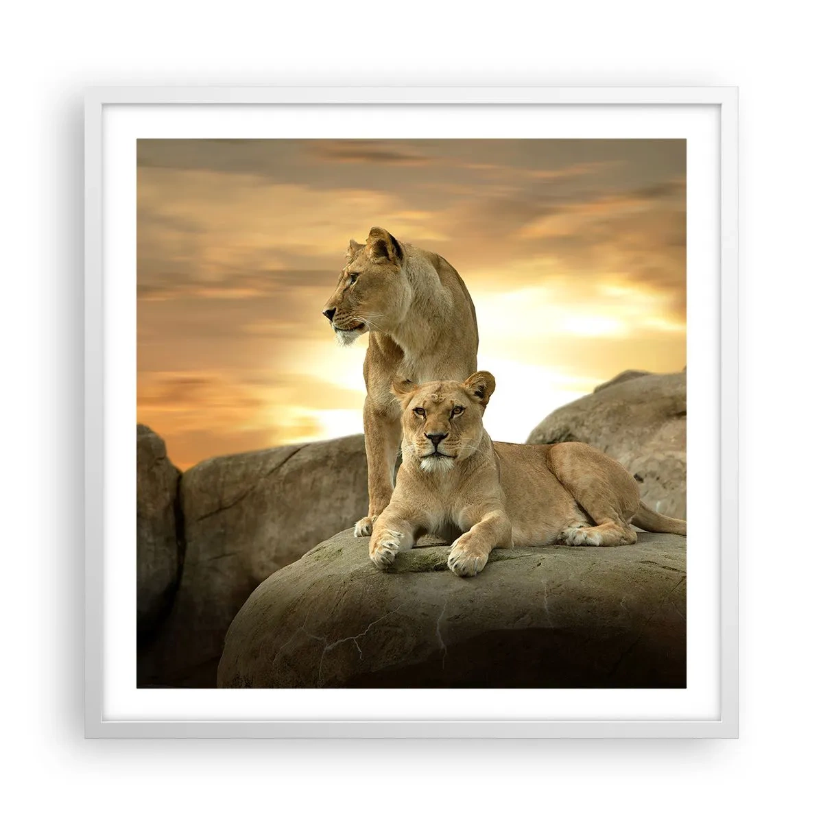 Poster in einem weißen Rahmen - Königliche Majestät - 60x60 cm