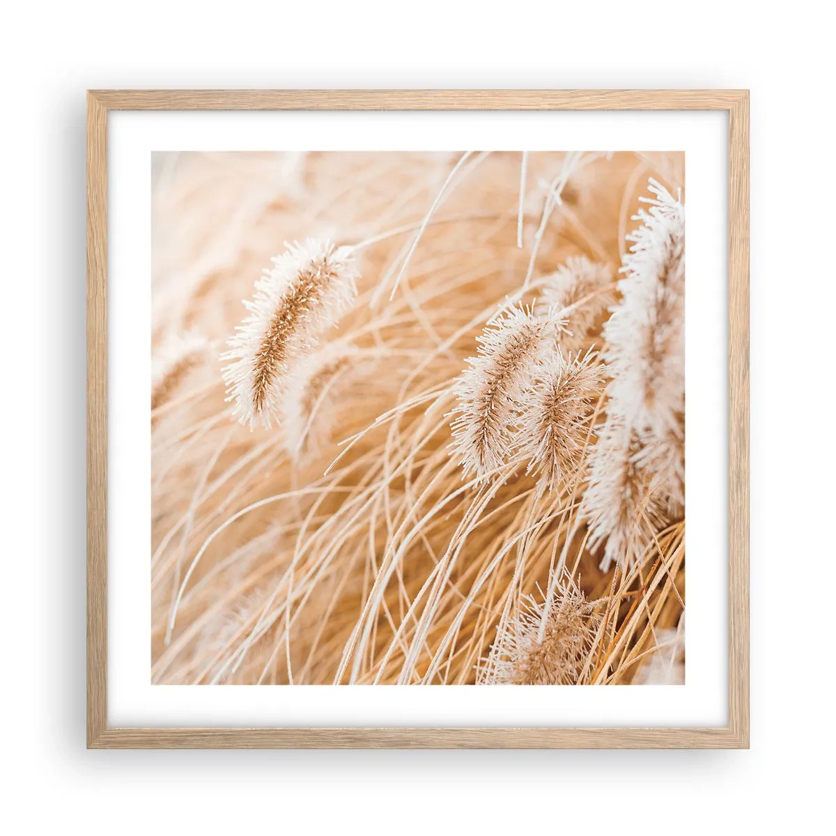 Poster in einem Rahmen aus heller Eiche - Das goldene Rauschen des Grases - 50x50 cm