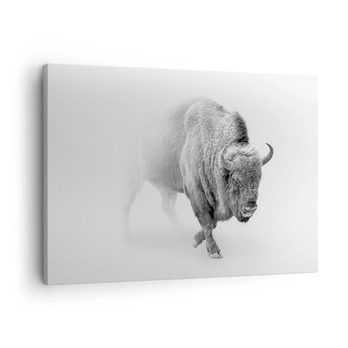 Bild auf Leinwand - Leinwandbild - Weißer Bison in minimalistischem Ambiente - 70x50cm - König der Prärie - Moderne Wanddekoration für Wohnzimmer und Schlafzimmer ARTTOR