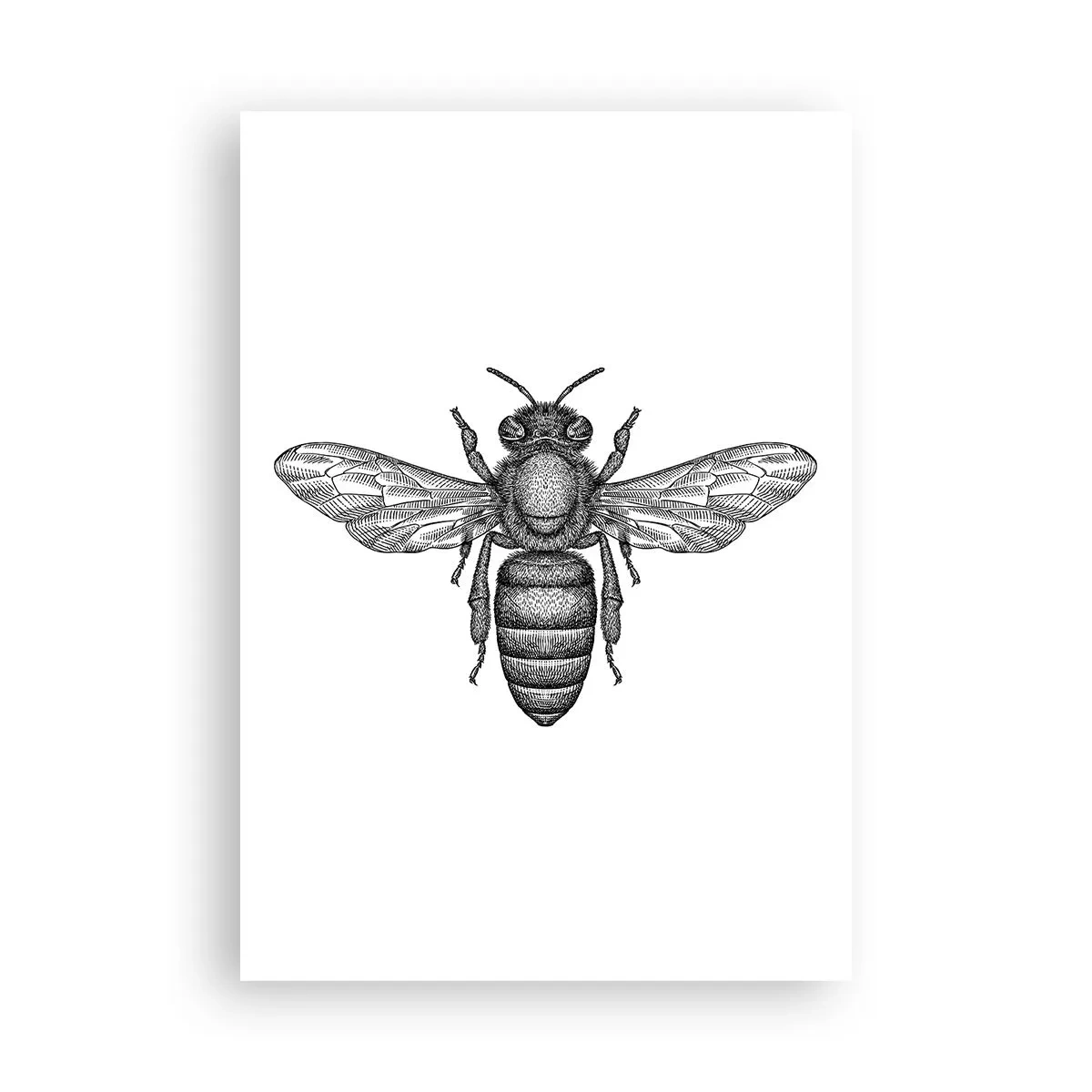 Poster - Insektenporträt - 70x100 cm