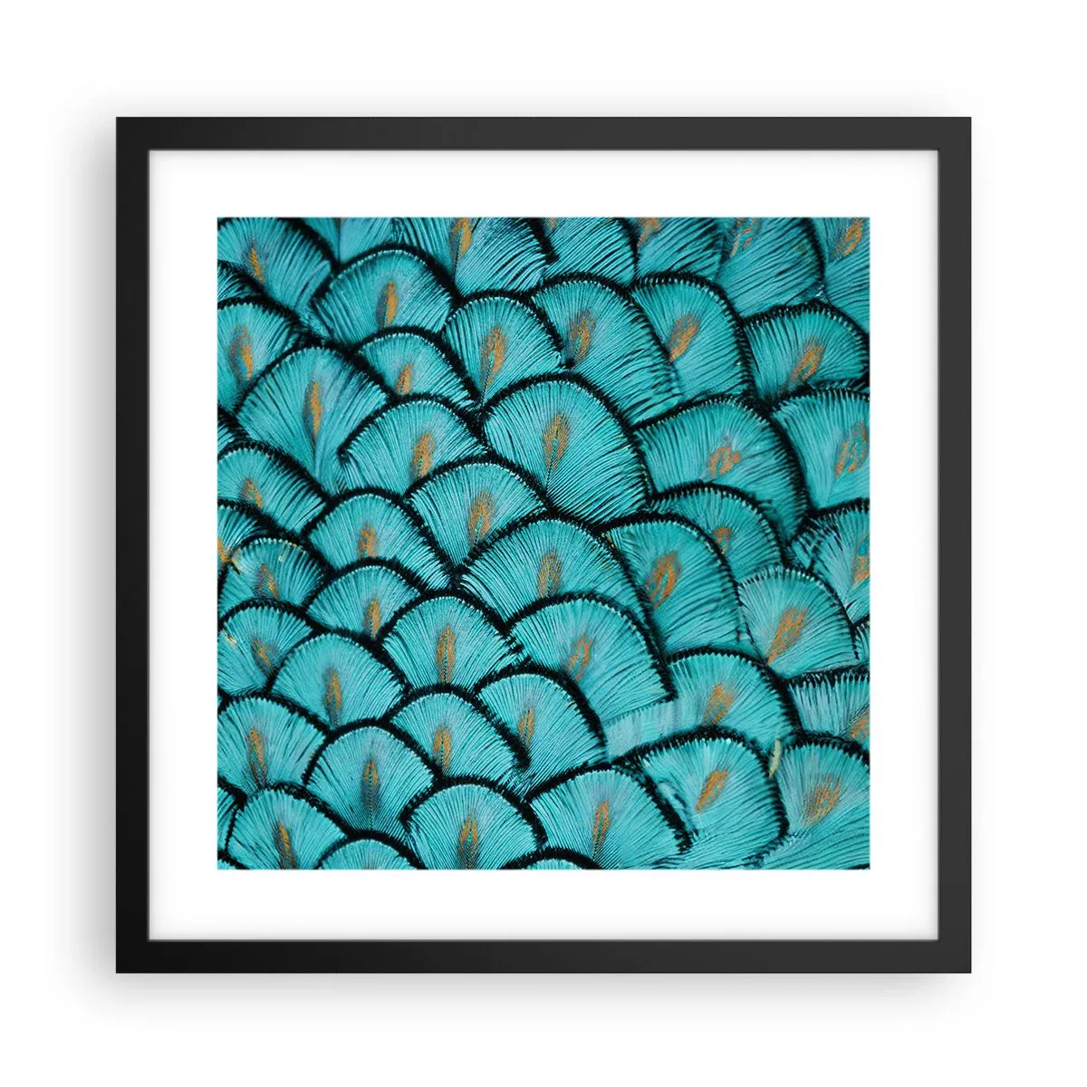 Poster in einem schwarzem Rahmen - Große Federgala - 40x40 cm