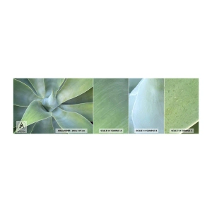 Fototapeten Muster Selbstklebend Deluxe Sticker - Geburt des Grüns - Saftig, Agave, Botanik - 100x30 cm