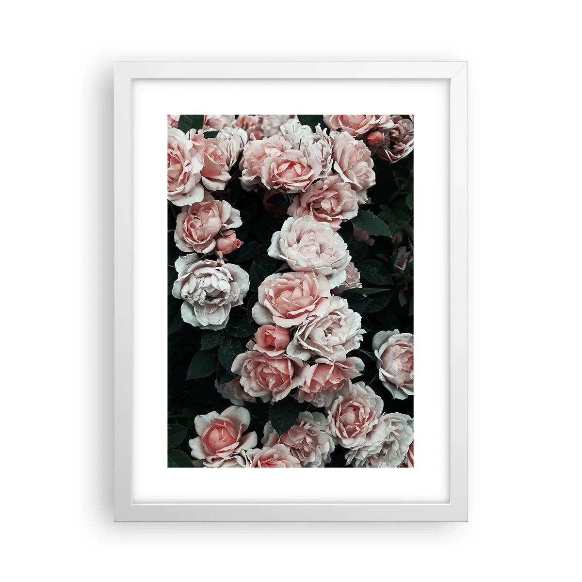 Poster in einem weißen Rahmen - Rosen-Ensemble - 30x40 cm