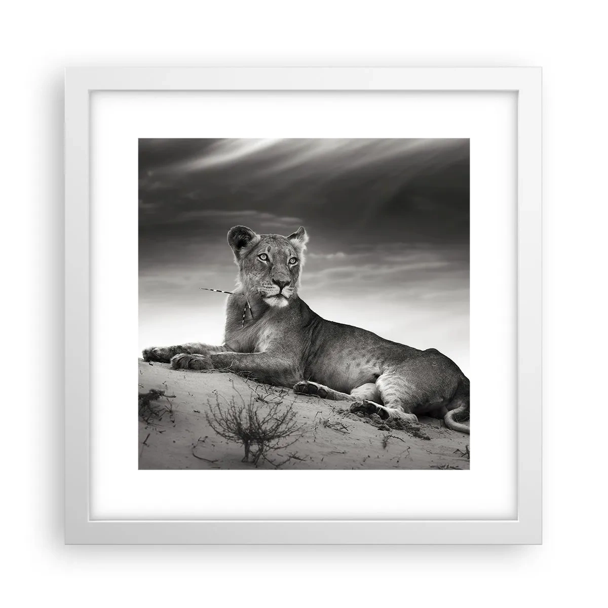Poster in einem weißen Rahmen - Die Königin der Wüstenruhe - 30x30 cm