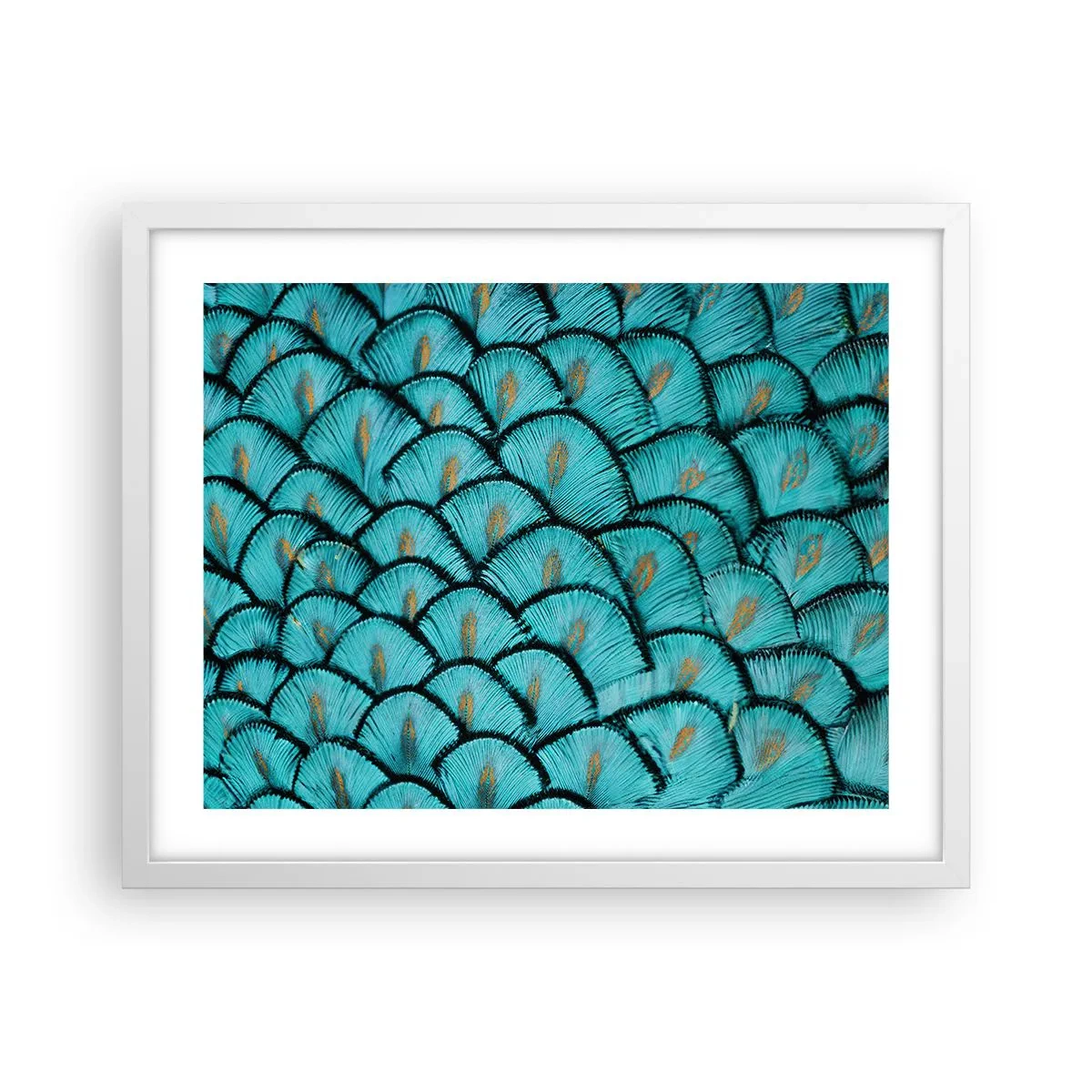 Poster in einem weißen Rahmen - Große Federgala - 50x40 cm