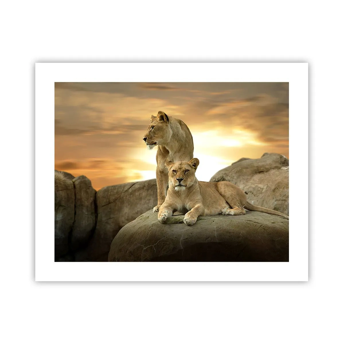 Poster - Königliche Majestät - 50x40 cm