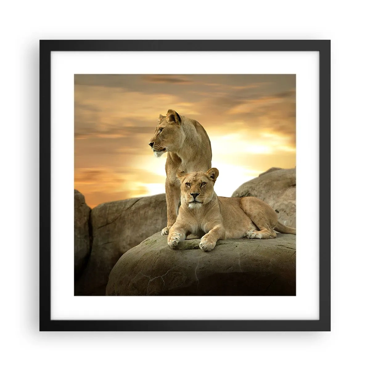 Poster in einem schwarzem Rahmen - Königliche Majestät - 40x40 cm