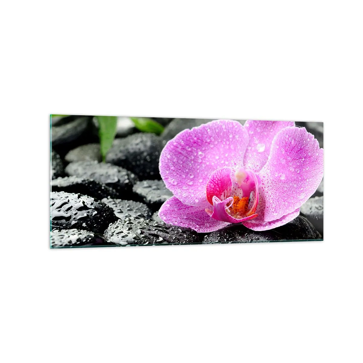 Glasbild - Bild auf glas - Rosa Orchidee auf nassen schwarzen Steinen mit grünen Blättern - 120x50cm - Wie ein offenes Herz - Moderne Wanddekoration für Wohnzimmer und Schlafzimmer ARTTOR