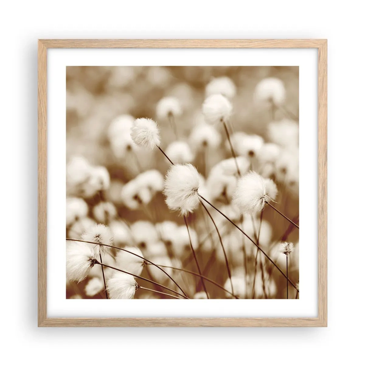 Poster in einem Rahmen aus heller Eiche - Flauschiges Kornfeld - 50x50 cm