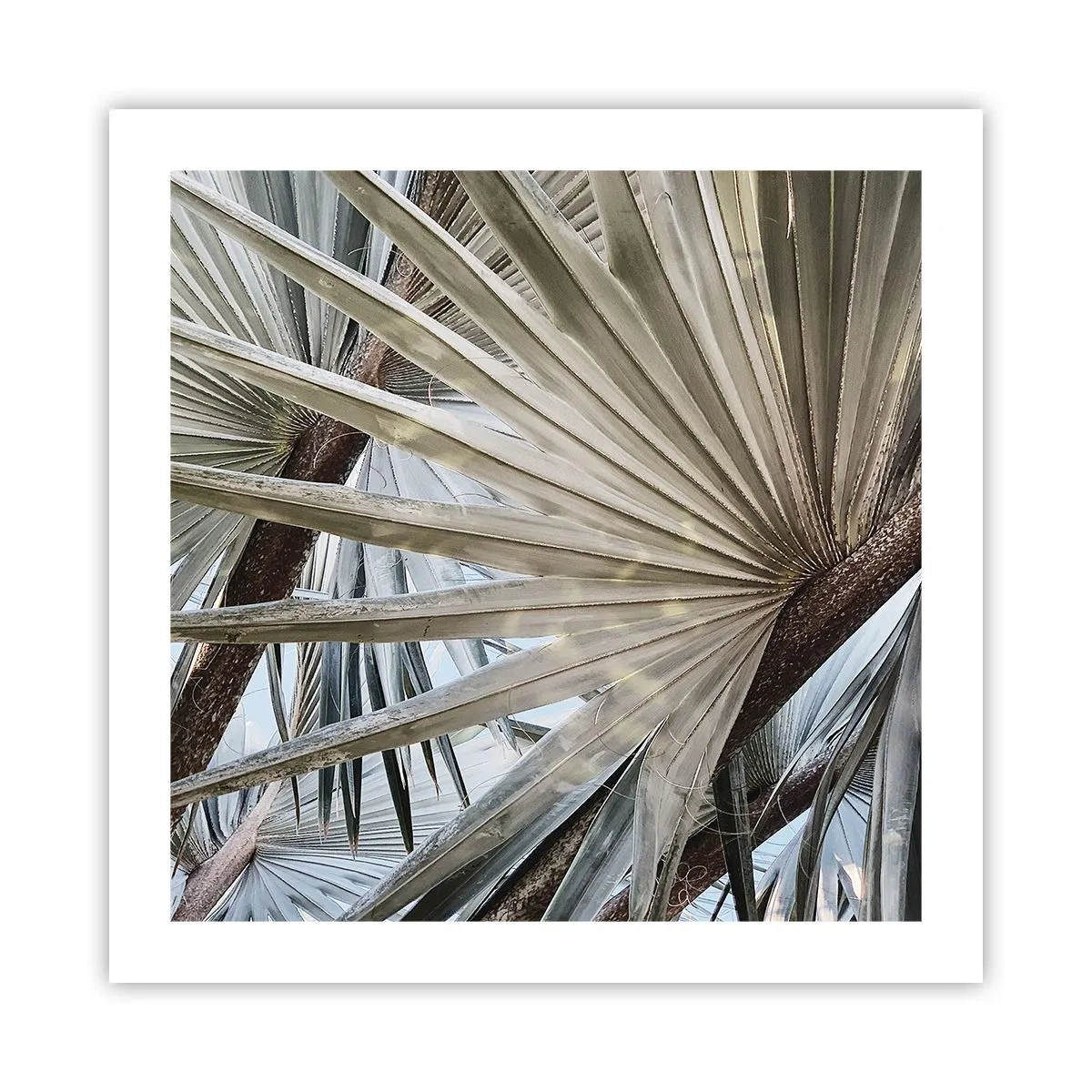 Poster - Fans in den Tropen - 50x50 cm