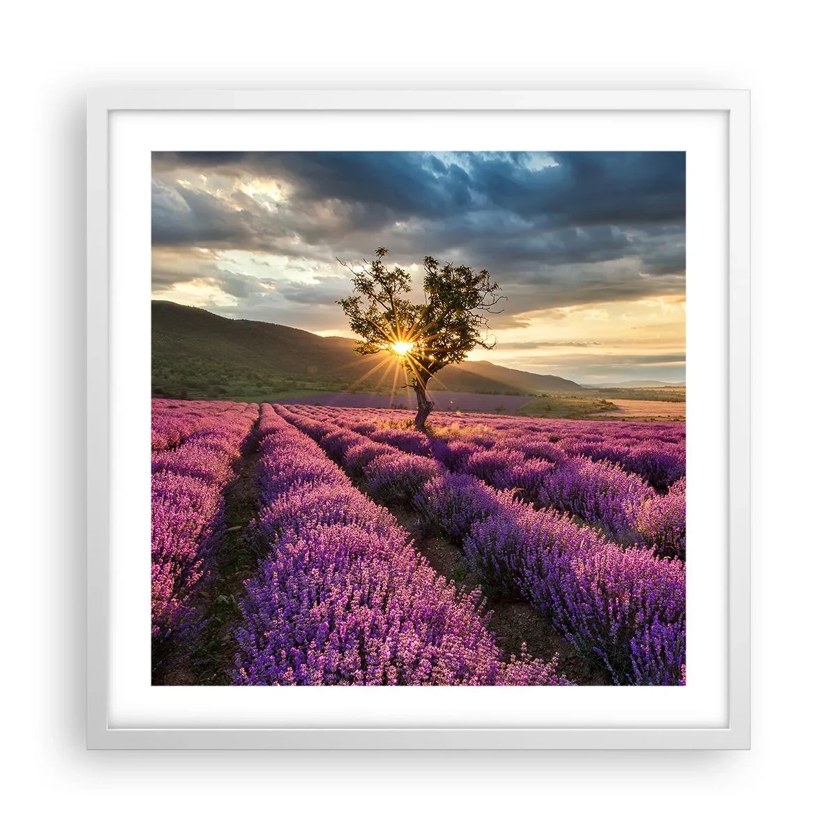 Poster in einem weißen Rahmen - Fliederfarbenes Aroma - 50x50 cm