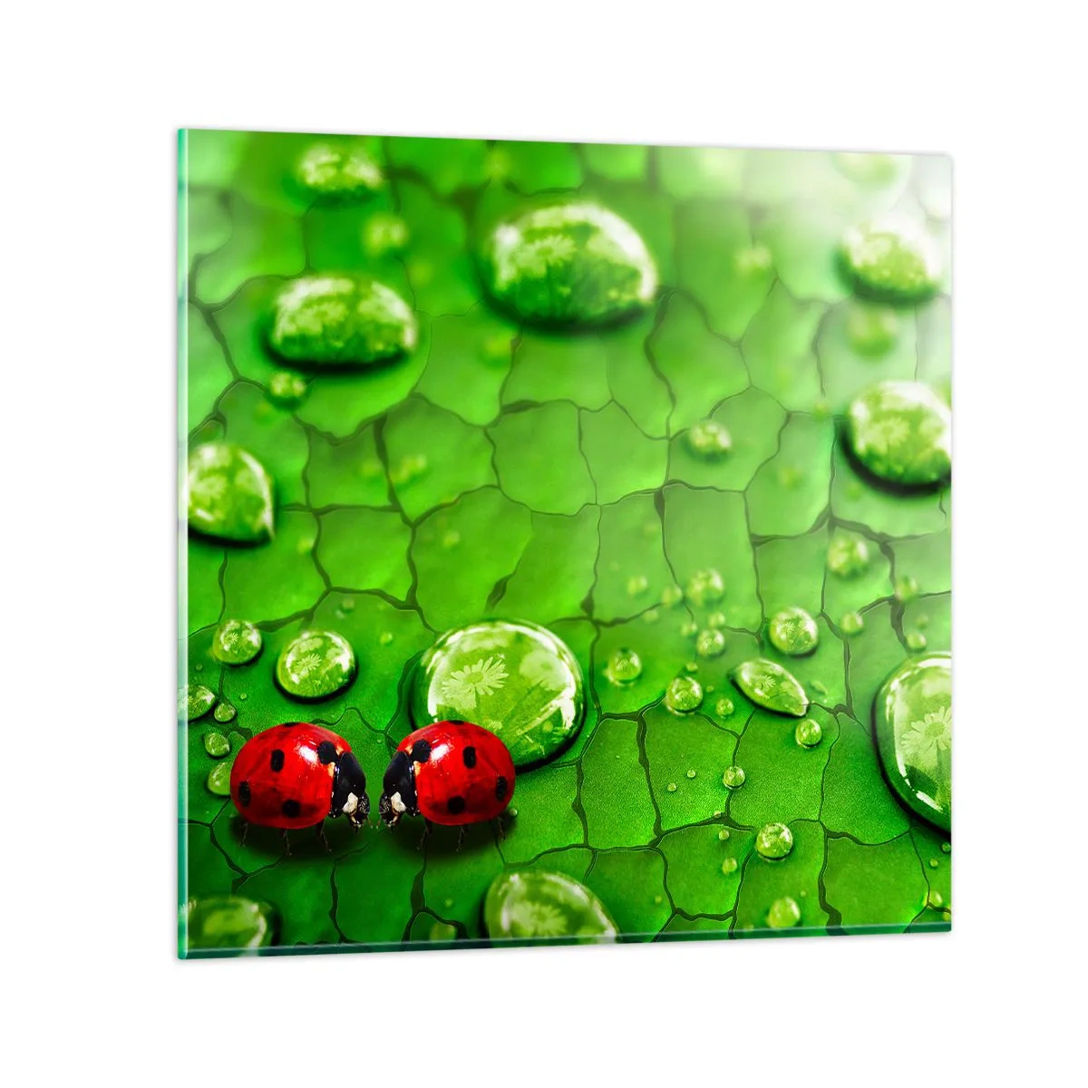 Glasbild - Bild auf glas - Treffen im Grünen - 40x40 cm