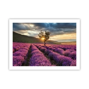 Poster - Fliederfarbenes Aroma - 70x50 cm