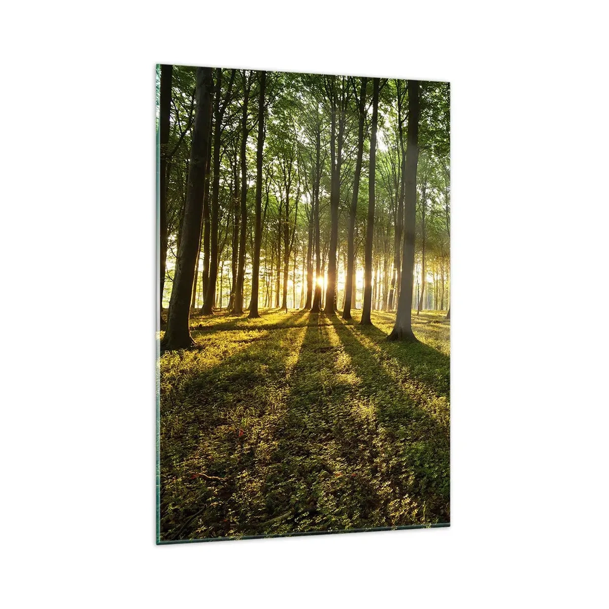 Glasbild - Bild auf glas - Die untergehende Sonne im Laubwald - 80x120cm - Alle Frühlingsfotografie - Moderne Wanddekoration für Wohnzimmer und Schlafzimmer ARTTOR