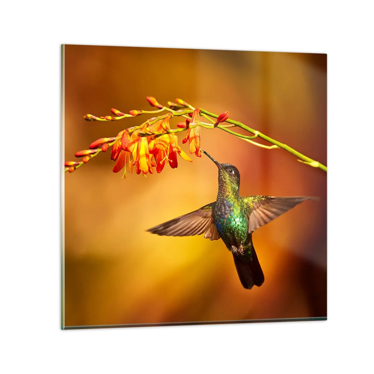 Glasbild - Bild auf glas - Ein Lichtbote nach den Maya - 70x70 cm