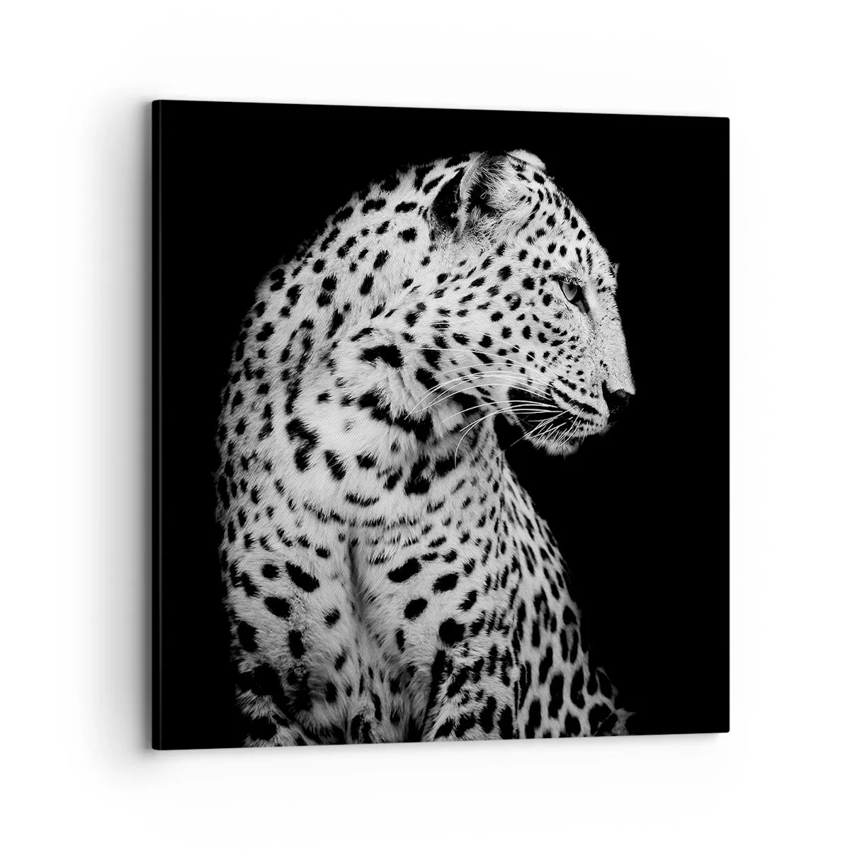 Bild auf Leinwand - Leinwandbild - Rechtes Profil perfekt! - 70x70 cm
