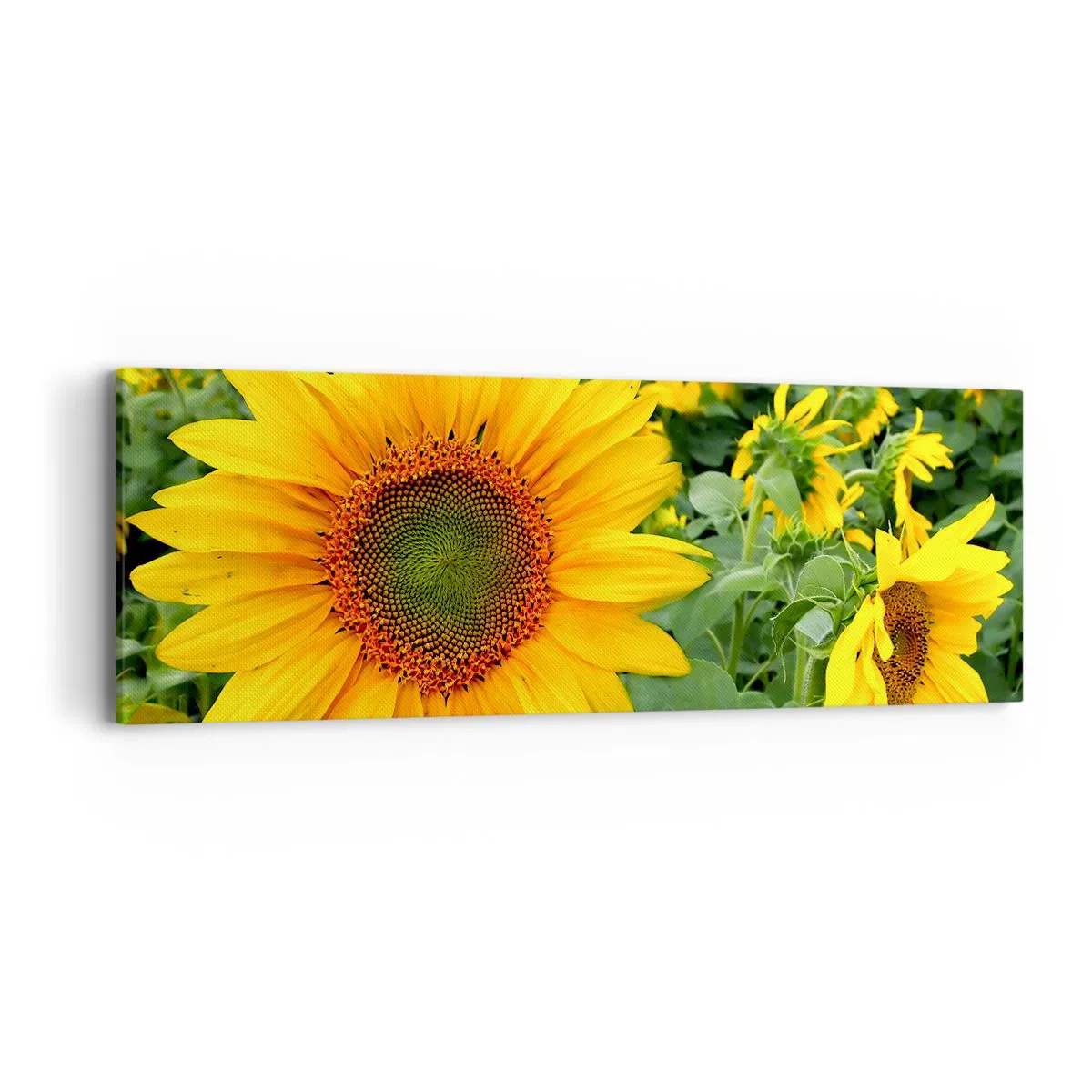 Bild auf Leinwand - Leinwandbild - Hunderte von Sonnen flammten auf - 90x30 cm