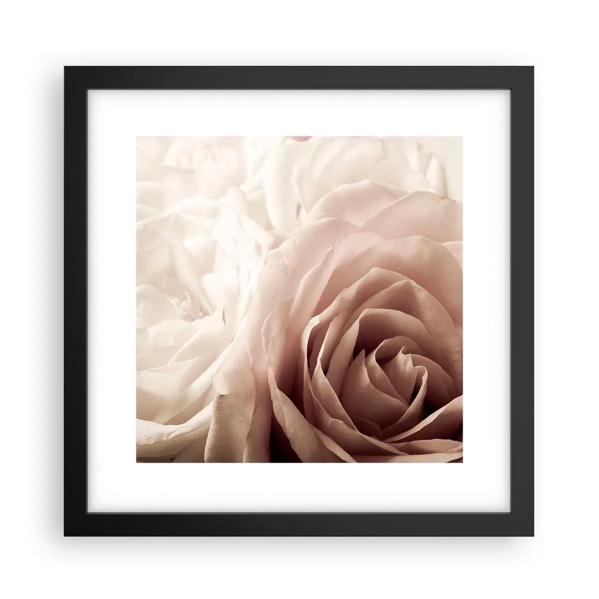 Poster in einem schwarzem Rahmen - Im Herzen der Rose - 30x30 cm