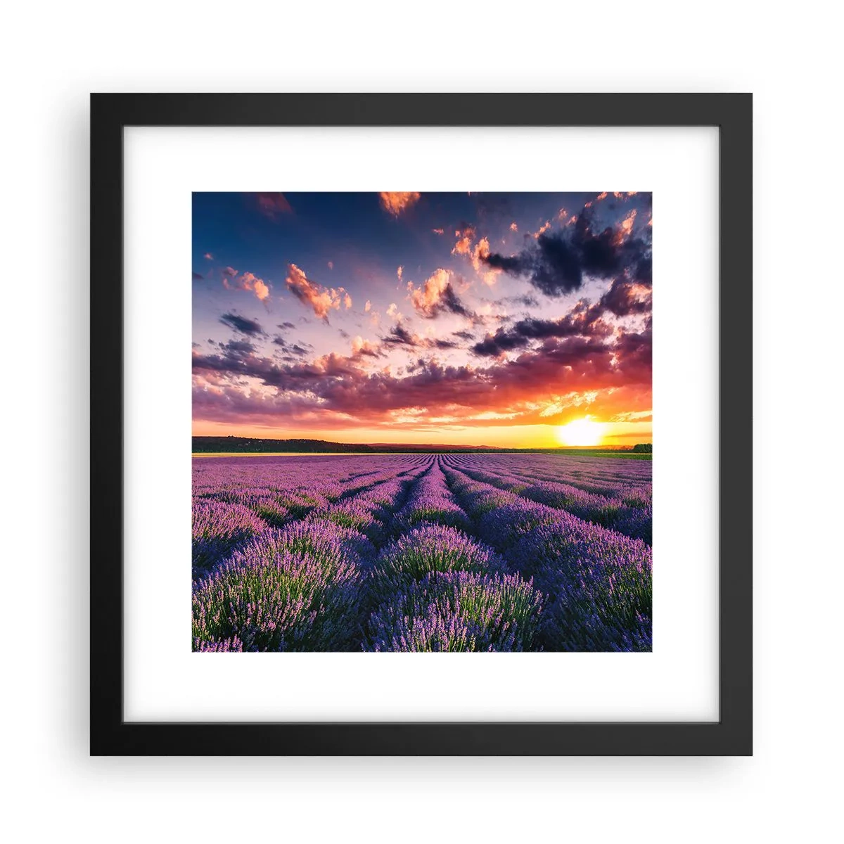 Poster in einem schwarzem Rahmen - Lavendel Welt - 30x30 cm