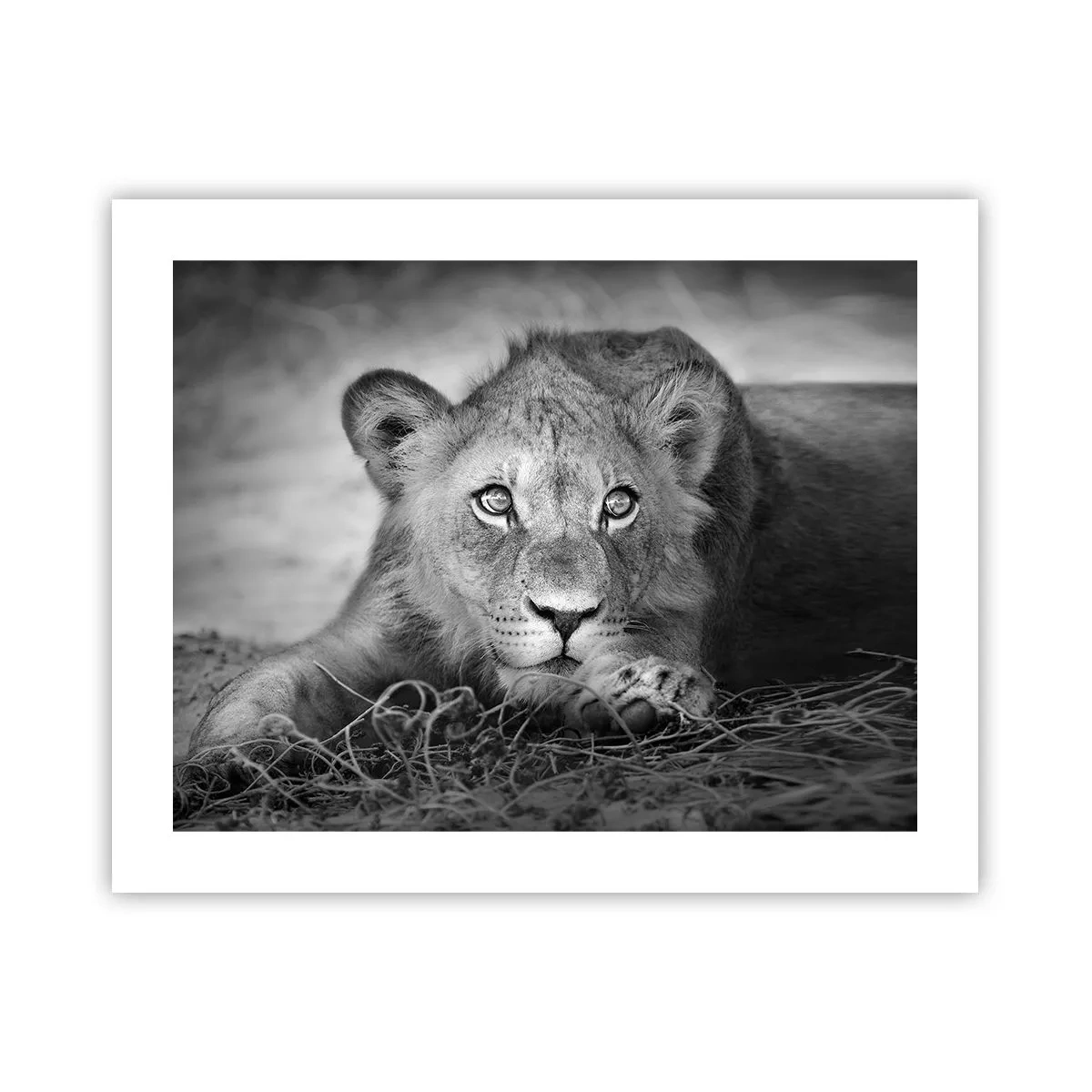 Poster - Königlicher Welpe - 50x40 cm