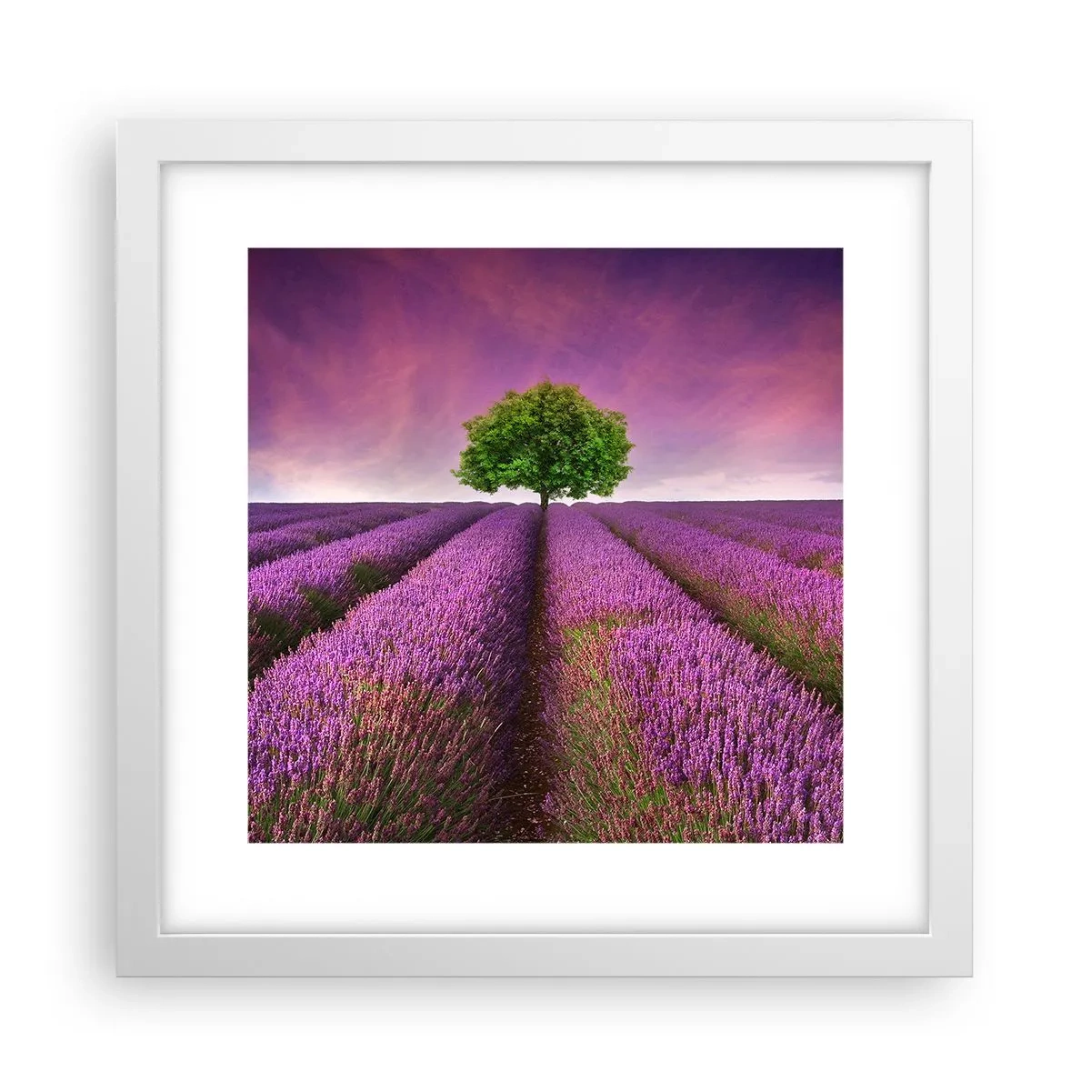Poster in einem weißen Rahmen - Auf Lavendelfeldern - 30x30 cm