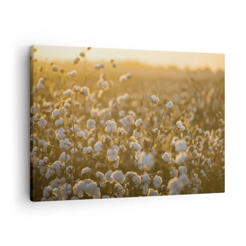 Bild auf Leinwand - Leinwandbild - Ein Baumwollfeld im warmen Licht der untergehenden Sonne - 70x50cm - Fluffiges Feld - Moderne Wanddekoration für Wohnzimmer und Schlafzimmer ARTTOR