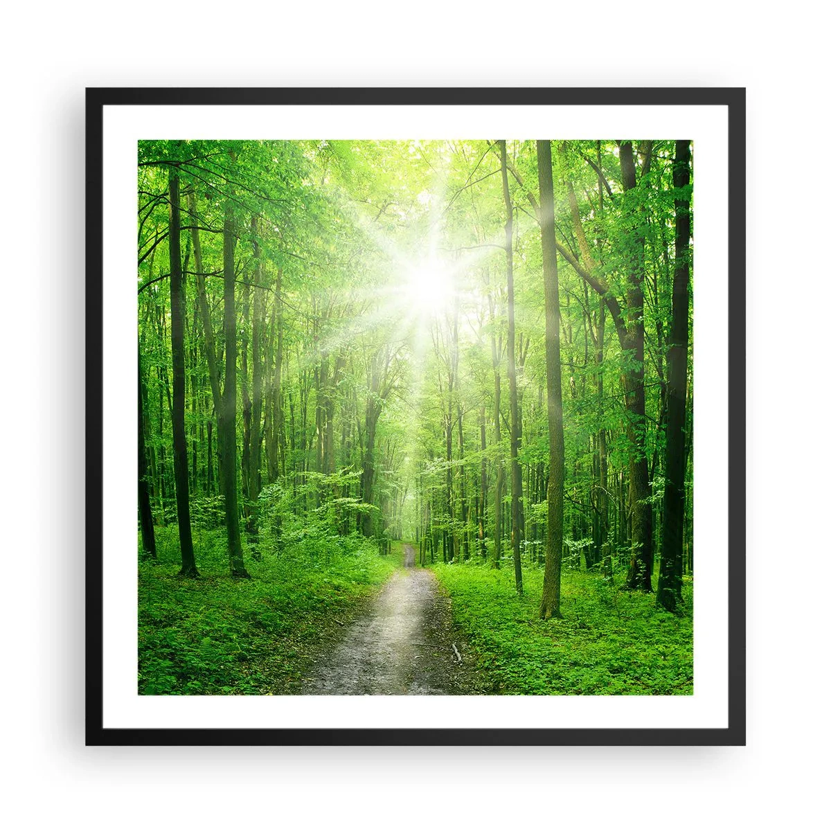 Poster in einem schwarzem Rahmen - Die grüne Kathedrale - 60x60 cm