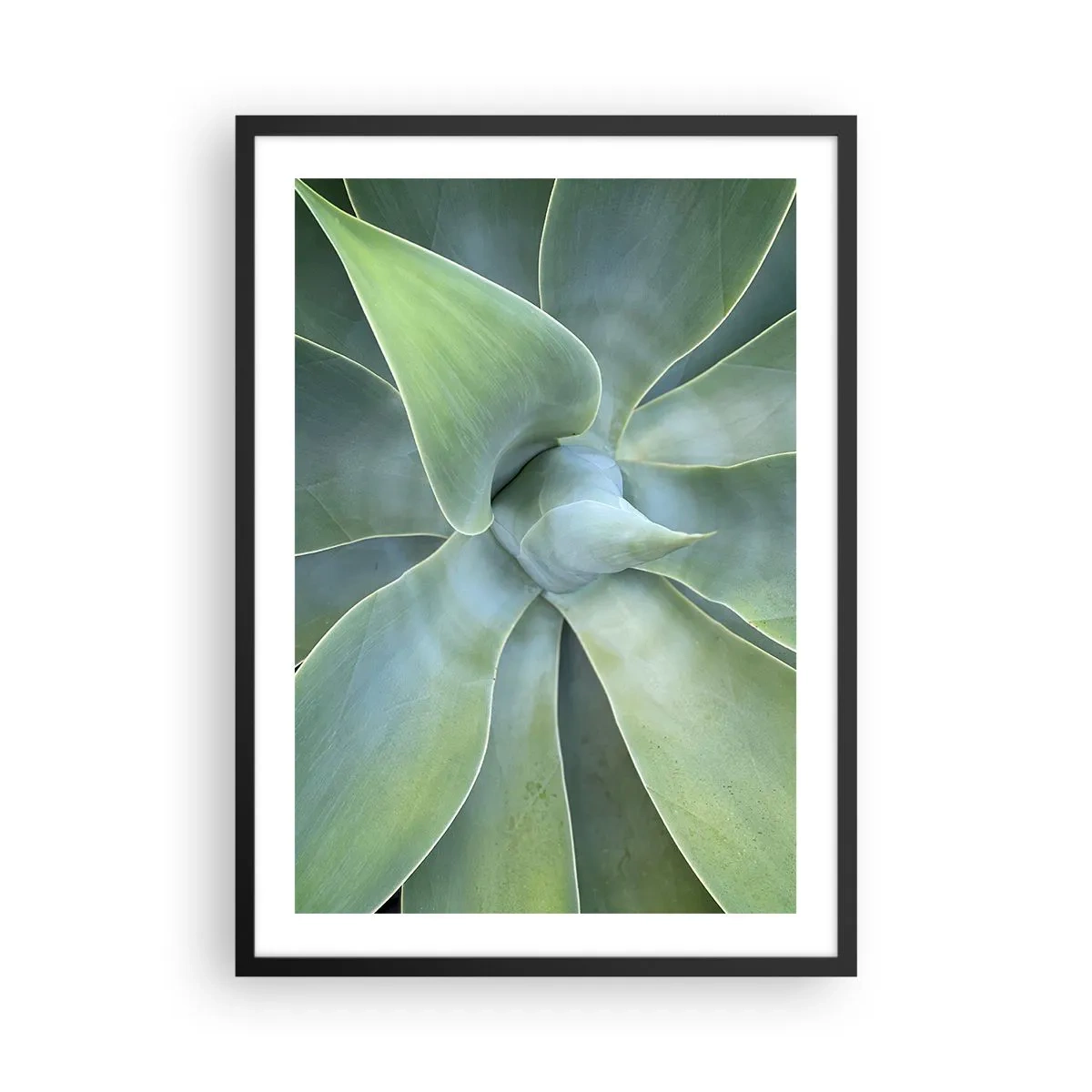 Poster in einem schwarzem Rahmen - Nahaufnahme symmetrischer Sukkulentenblätter - 50x70cm - Geburt des Grüns - Moderne Wanddekoration für Wohnzimmer und Schlafzimmer ARTTOR