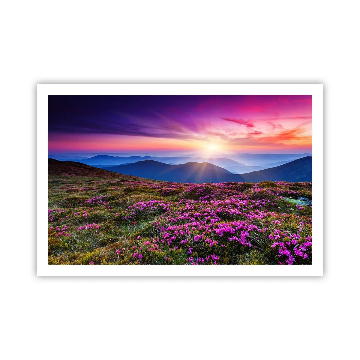 Poster - Kräuter dufteten nach frischen Trauben von den Feldern - 91x61 cm