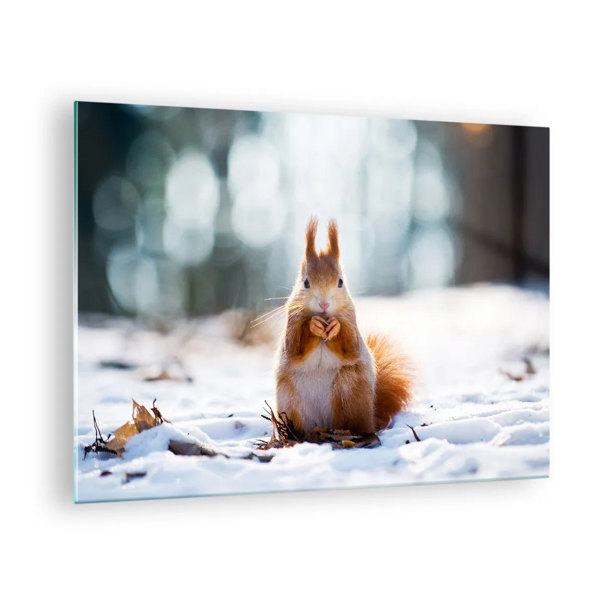 Glasbild - Bild auf glas - Eichhörnchen im Schnee mit einer Nuss im Winterwald - 70x50cm - Wo schaust du hin? - Moderne Wanddekoration für Wohnzimmer und Schlafzimmer ARTTOR