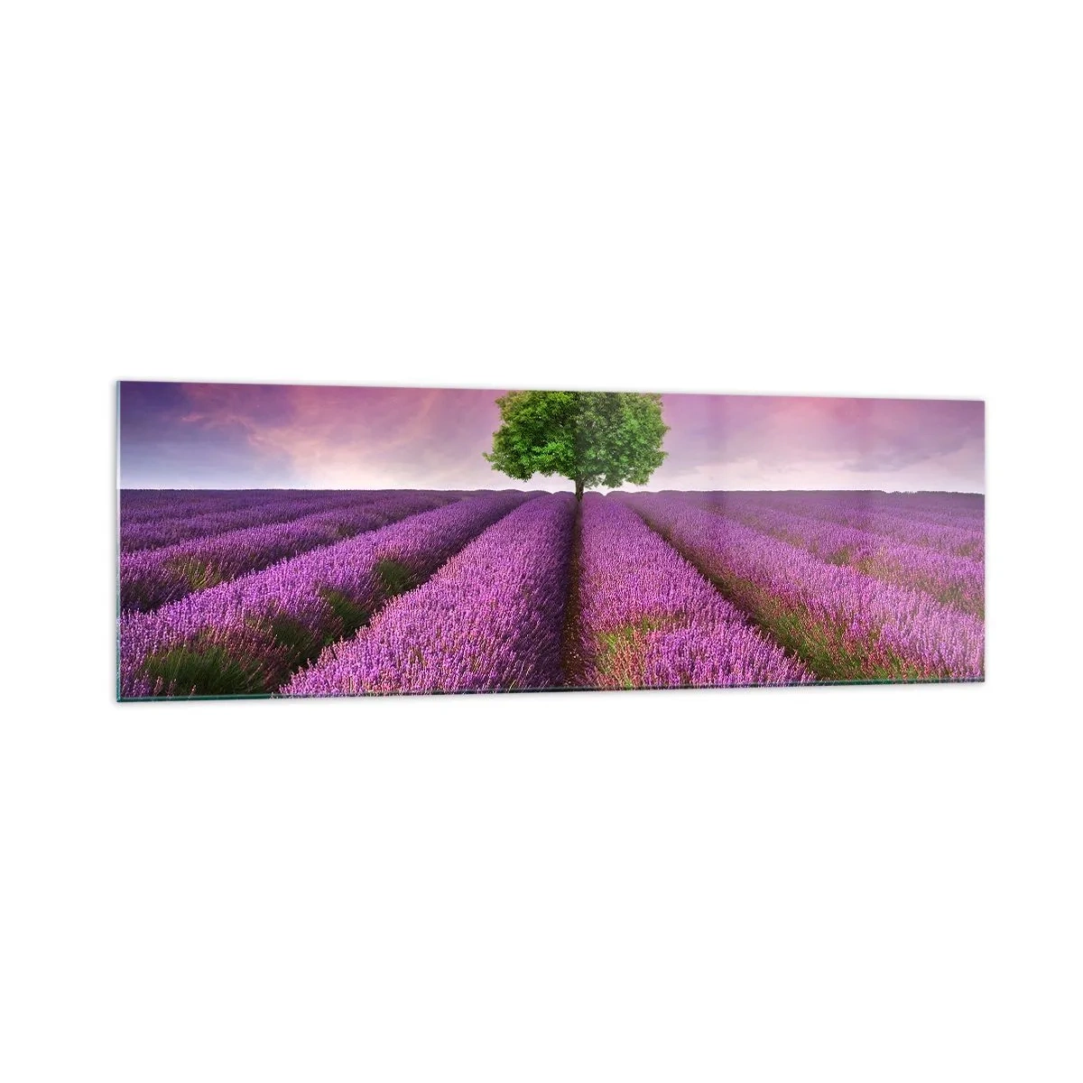 Glasbild - Bild auf glas - Ein Lavendelfeld mit einem einsamen Baum und einem violetten Himmel - 160x50cm - Auf Lavendelfeldern - Moderne Wanddekoration für Wohnzimmer und Schlafzimmer ARTTOR