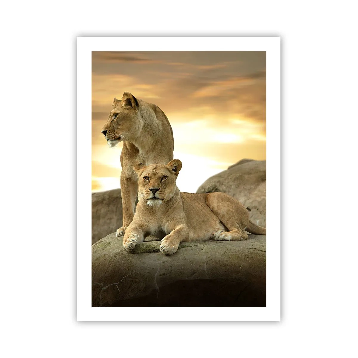 Poster - Zwei Löwinnen vor der untergehenden Sonne - 50x70cm - Königliche Majestät - Moderne Wanddekoration für Wohnzimmer und Schlafzimmer ARTTOR