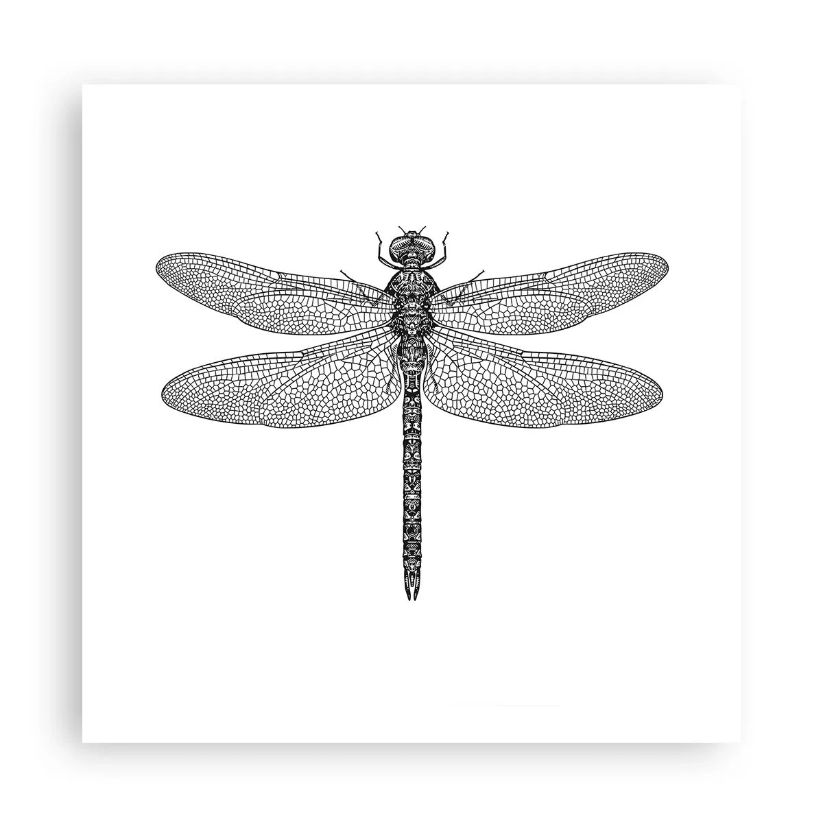 Poster - Präzision der Natur - 60x60 cm