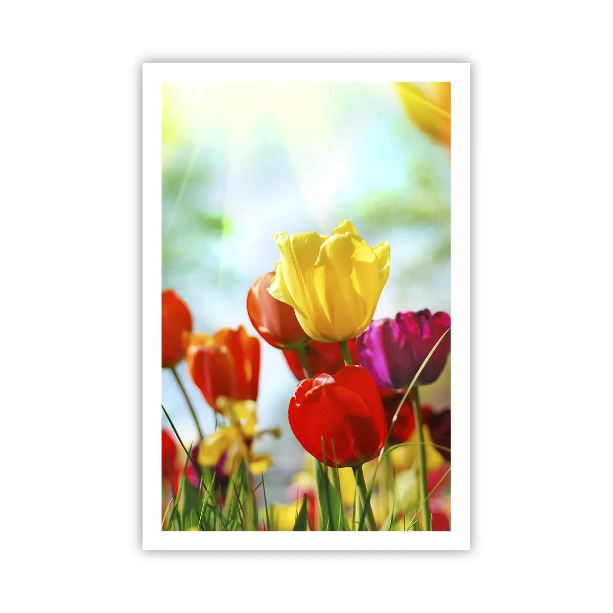 Poster - Alle Farben der Sonne - 61x91 cm
