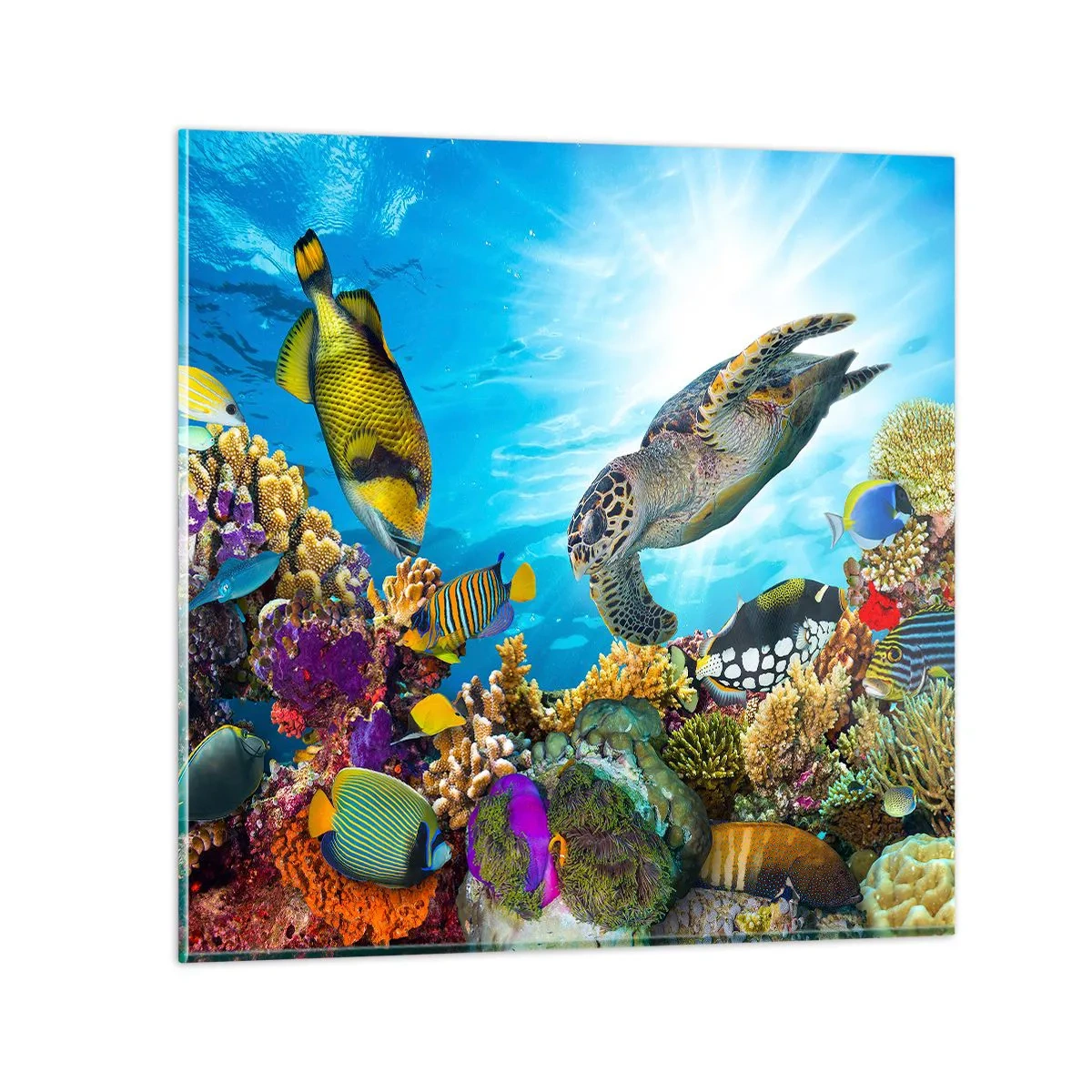 Glasbild - Bild auf glas - Korallenpromenade - 40x40 cm