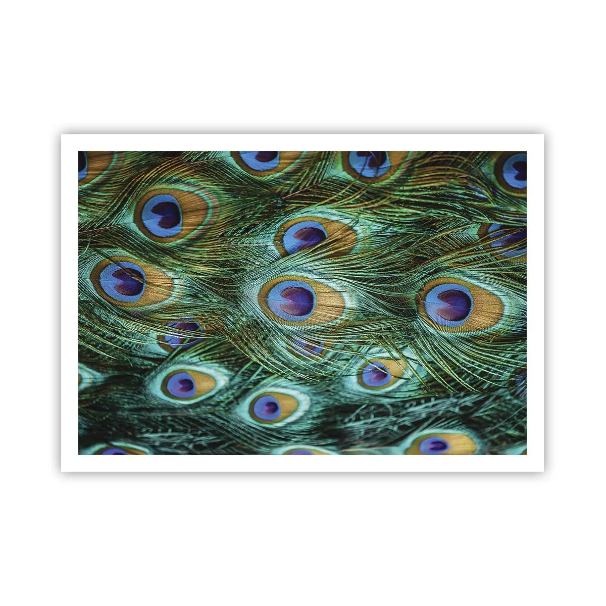 Poster - Details von Pfauenfedern in satten Farben - 100x70cm - Ein Blick mit Pfauenaugen - Moderne Wanddekoration für Wohnzimmer und Schlafzimmer ARTTOR