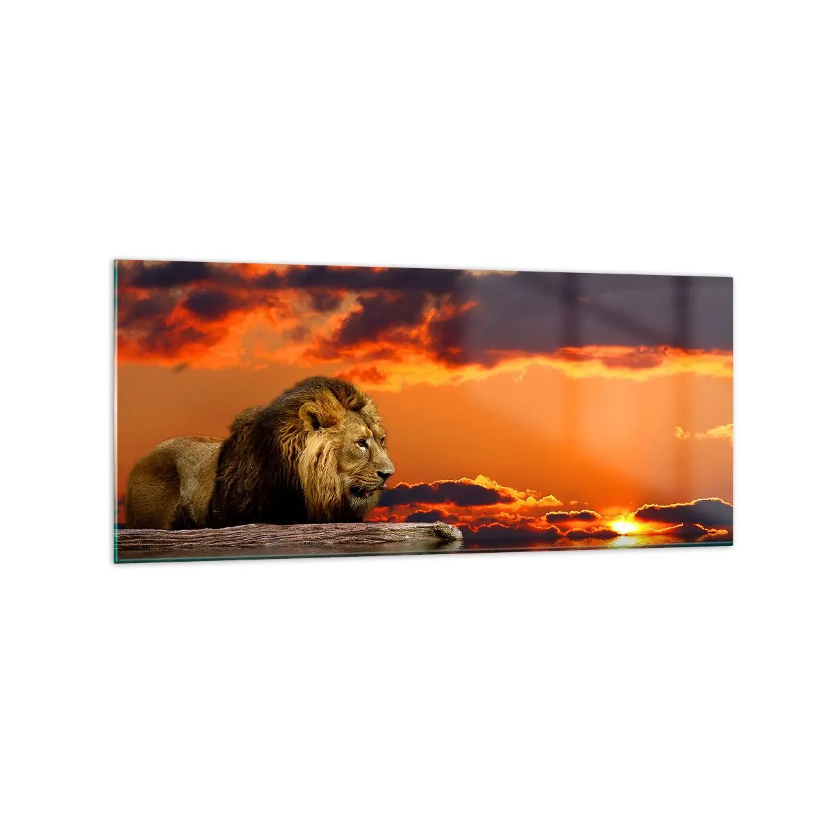 Glasbild - Bild auf glas - Ein Löwe ruht bei Sonnenuntergang vor einem dramatischen Himmel am Wasser. - 120x50cm - König der Natur - Moderne Wanddekoration für Wohnzimmer und Schlafzimmer ARTTOR