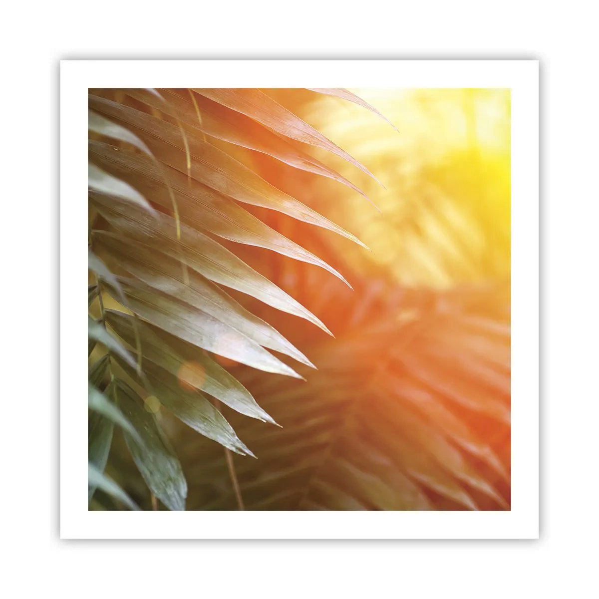 Poster - Morgen im Dschungel - 60x60 cm