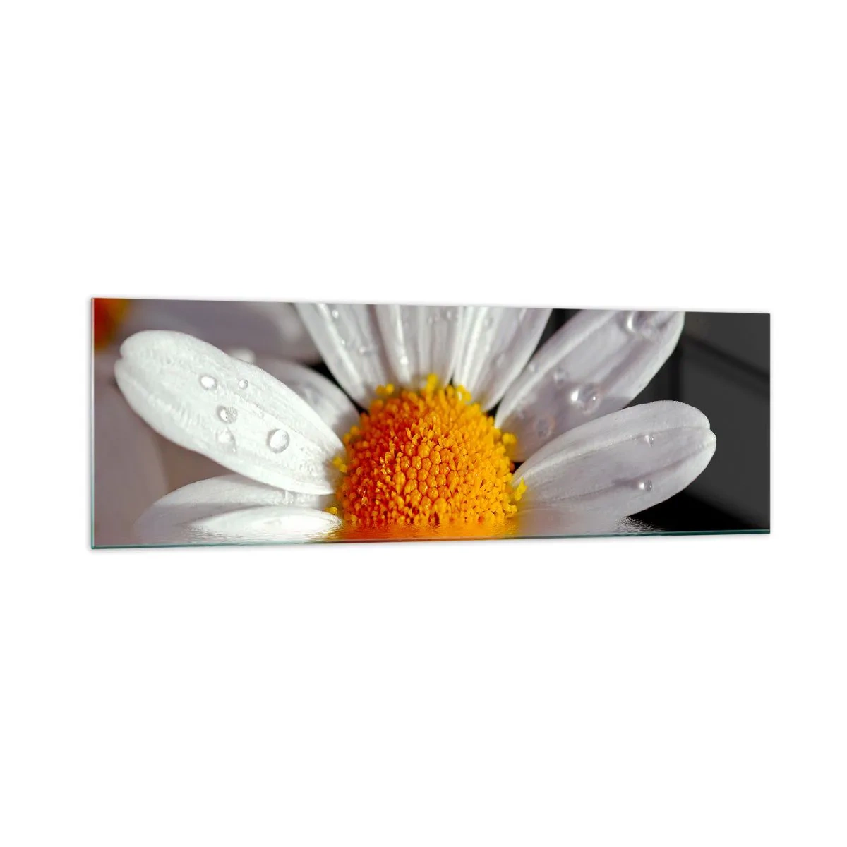 Glasbild - Bild auf glas - Ein weißes Gänseblümchen mit Wassertropfen, eingetaucht in eine Wasserspiegelung - 160x50cm - Die aufgehende Sonne der Gänseblümchen - Moderne Wanddekoration für Wohnzimmer und Schlafzimmer ARTTOR