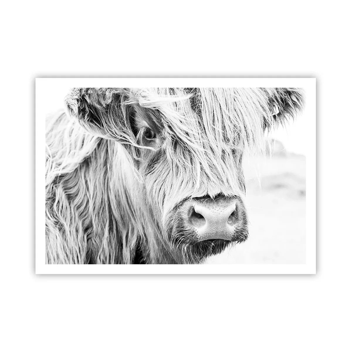 Poster - Porträt einer schottischen Kuh in Schwarz und Weiß - 100x70cm - Schottische Wildheit - Moderne Wanddekoration für Wohnzimmer und Schlafzimmer ARTTOR