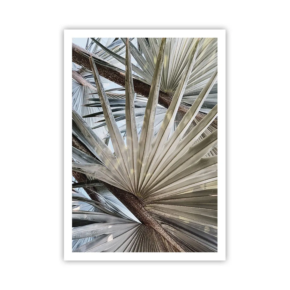 Poster - Fans in den Tropen - 70x100 cm