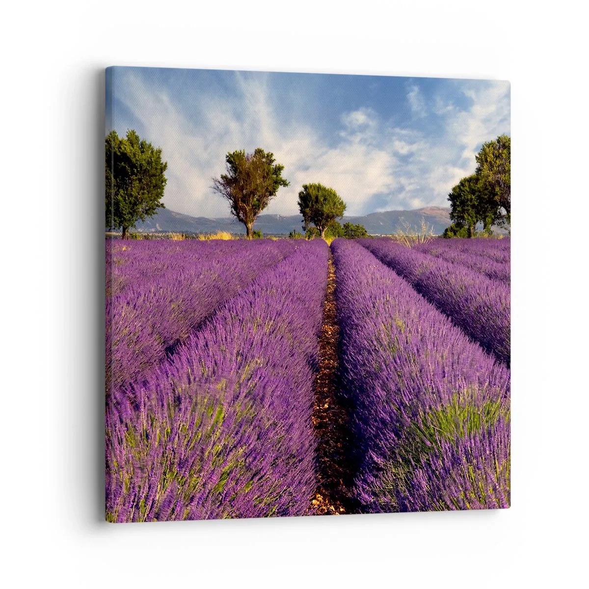 Bild auf Leinwand - Leinwandbild - Lavendelfelder - 40x40 cm