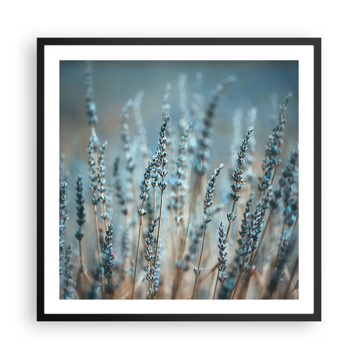 Poster in einem schwarzem Rahmen - Duftendes Kornfeld - 60x60 cm