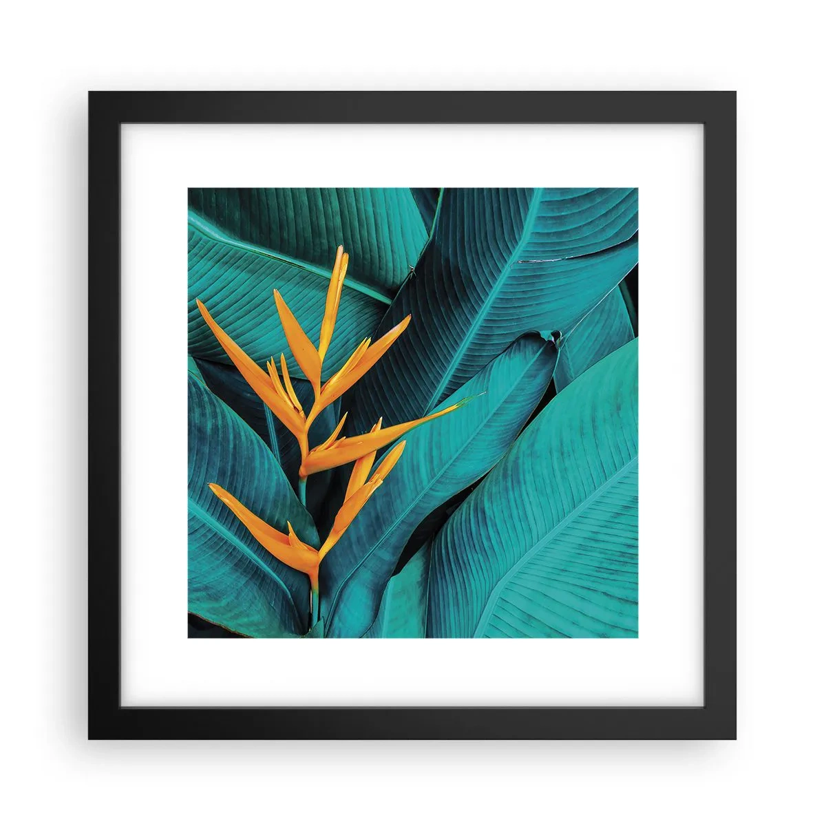 Poster in einem schwarzem Rahmen - Eden-Blume - 30x30 cm