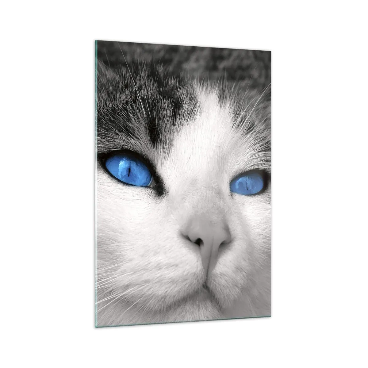 Glasbild - Bild auf glas - Porträt einer Katze mit blauen Augen im Schwarz-Weiß-Stil - 70x100cm - Ungewöhnlich blauäugig - Moderne Wanddekoration für Wohnzimmer und Schlafzimmer ARTTOR