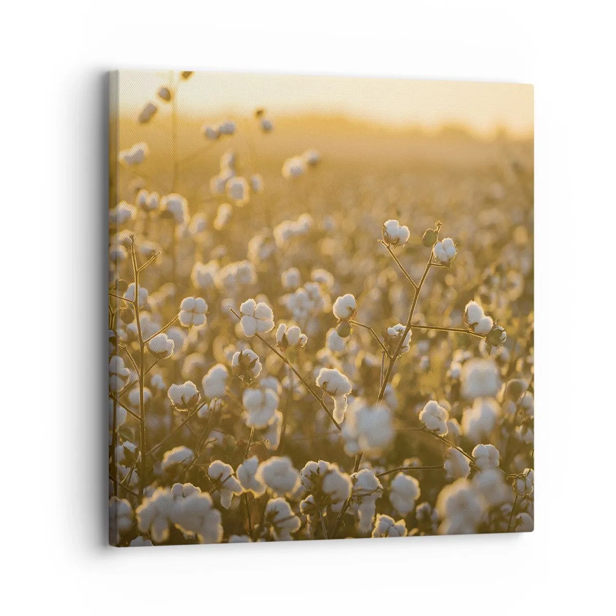 Bild auf Leinwand - Leinwandbild - Fluffiges Feld - 30x30 cm