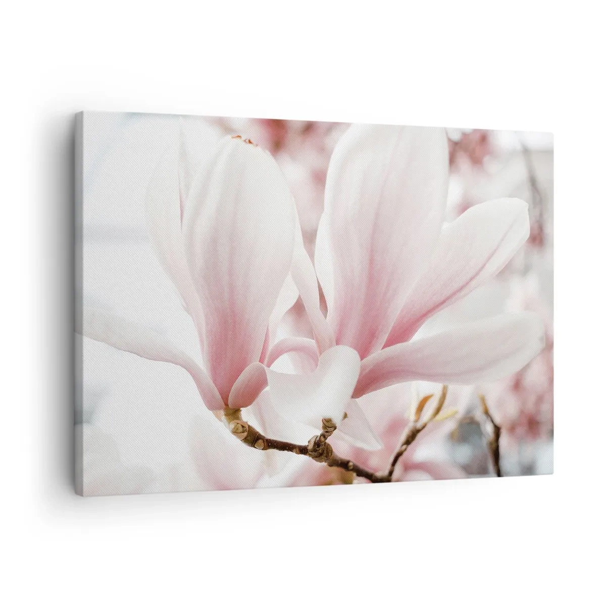 Bild auf Leinwand - Leinwandbild - Zarte Magnolienblüten in Pastelltönen - 70x50cm - Eine Fülle von Zärtlichkeit - Moderne Wanddekoration für Wohnzimmer und Schlafzimmer ARTTOR
