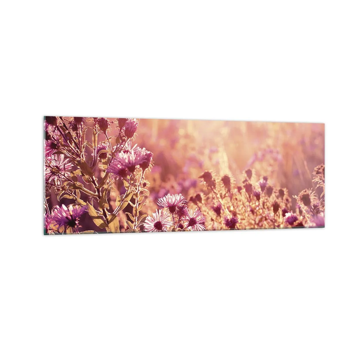 Glasbild - Bild auf glas - Wiese im Licht der untergehenden Sonne - 140x50cm - Bevor der Sommer vorbei ist - Moderne Wanddekoration für Wohnzimmer und Schlafzimmer ARTTOR