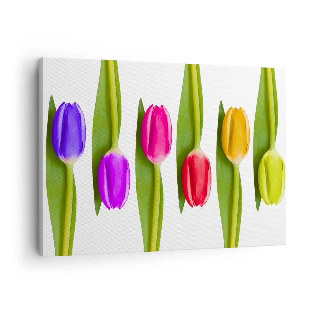 Bild auf Leinwand - Leinwandbild - Bunte Tulpen in einer Reihe auf weißem Hintergrund angeordnet - 70x50cm - Regenbogenkomposition - Moderne Wanddekoration für Wohnzimmer und Schlafzimmer ARTTOR