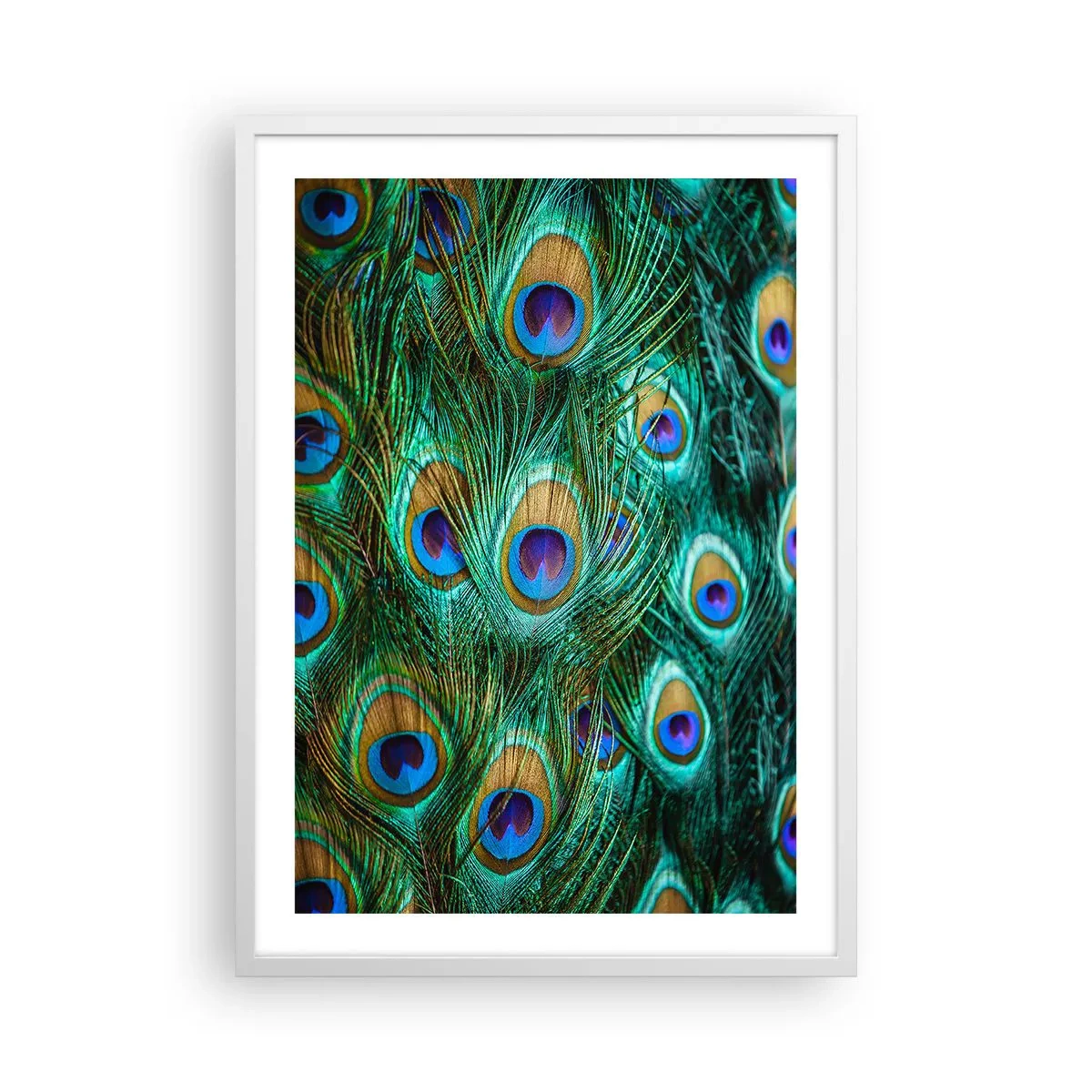Poster in einem weißen Rahmen - Ein Blick mit Pfauenaugen - 50x70 cm